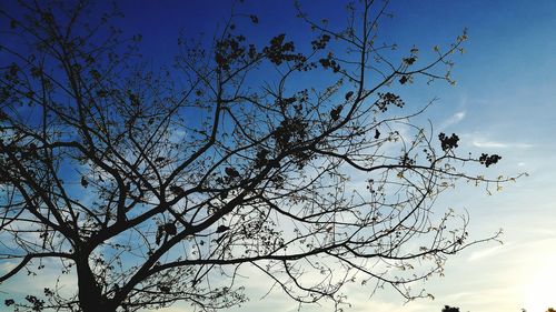 Low angle view of tree against clear sky