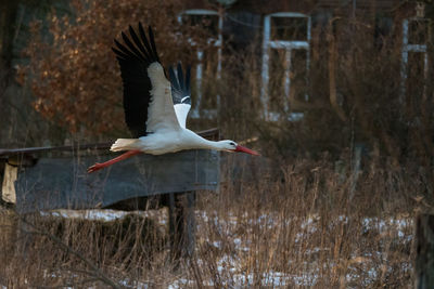 Bird flying over a field
