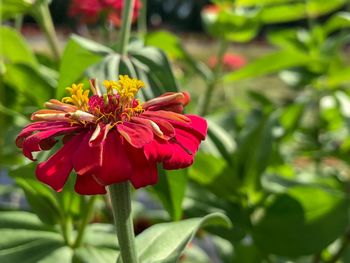 Close-up of red flower