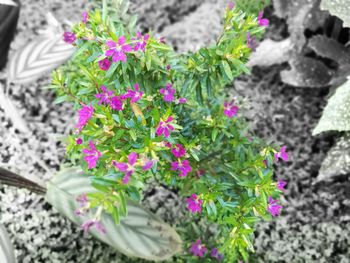 Close-up of plants