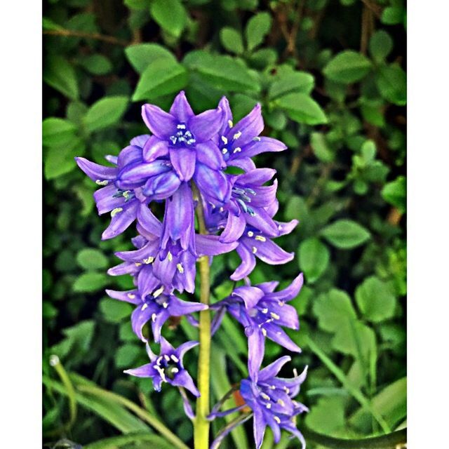 flower, transfer print, purple, freshness, fragility, growth, petal, auto post production filter, beauty in nature, flower head, plant, close-up, blooming, nature, focus on foreground, leaf, in bloom, blue, outdoors, day