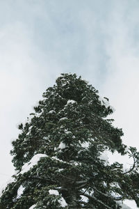 Low angle view of pine tree against sky