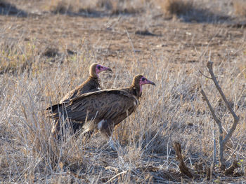 Two vultures in dry grass at national park, south africa