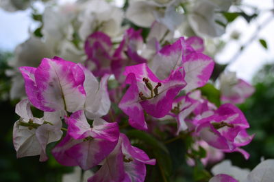 Close-up of insect on pink flowering plant