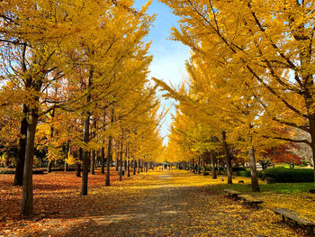 Trees and yellow leaves in park during autumn