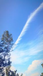 Low angle view of trees against blue sky