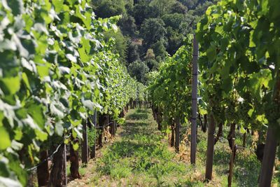 View of vineyard