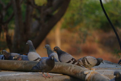 Pigeons group close to water pipe in rural village