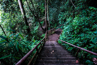 Footbridge amidst trees in forest