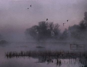 Birds flying over water against sky