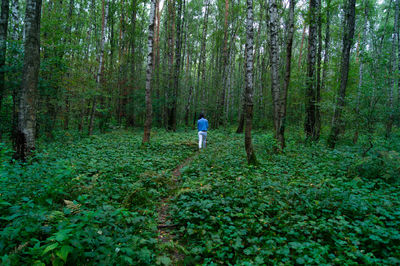 Rear view of person walking in forest