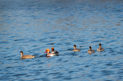 Ducks swimming in lake