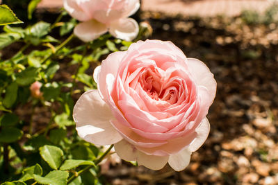 Close-up of pink rose