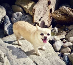 High angle portrait of dog standing on rock at beach