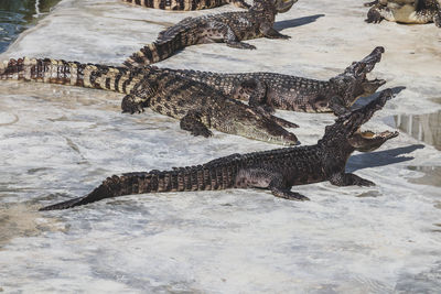 Close-up of crocodile