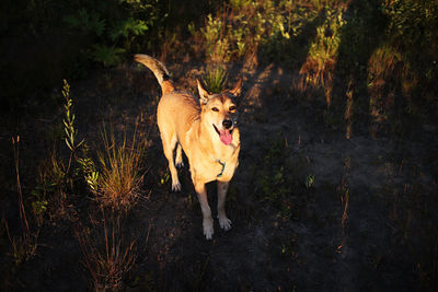 Portrait of dog running on field
