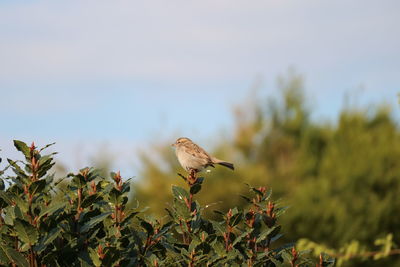 Bird perching on a plant