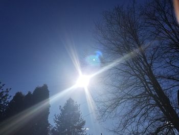 Low angle view of trees against sky