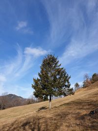 Tree on field against sky