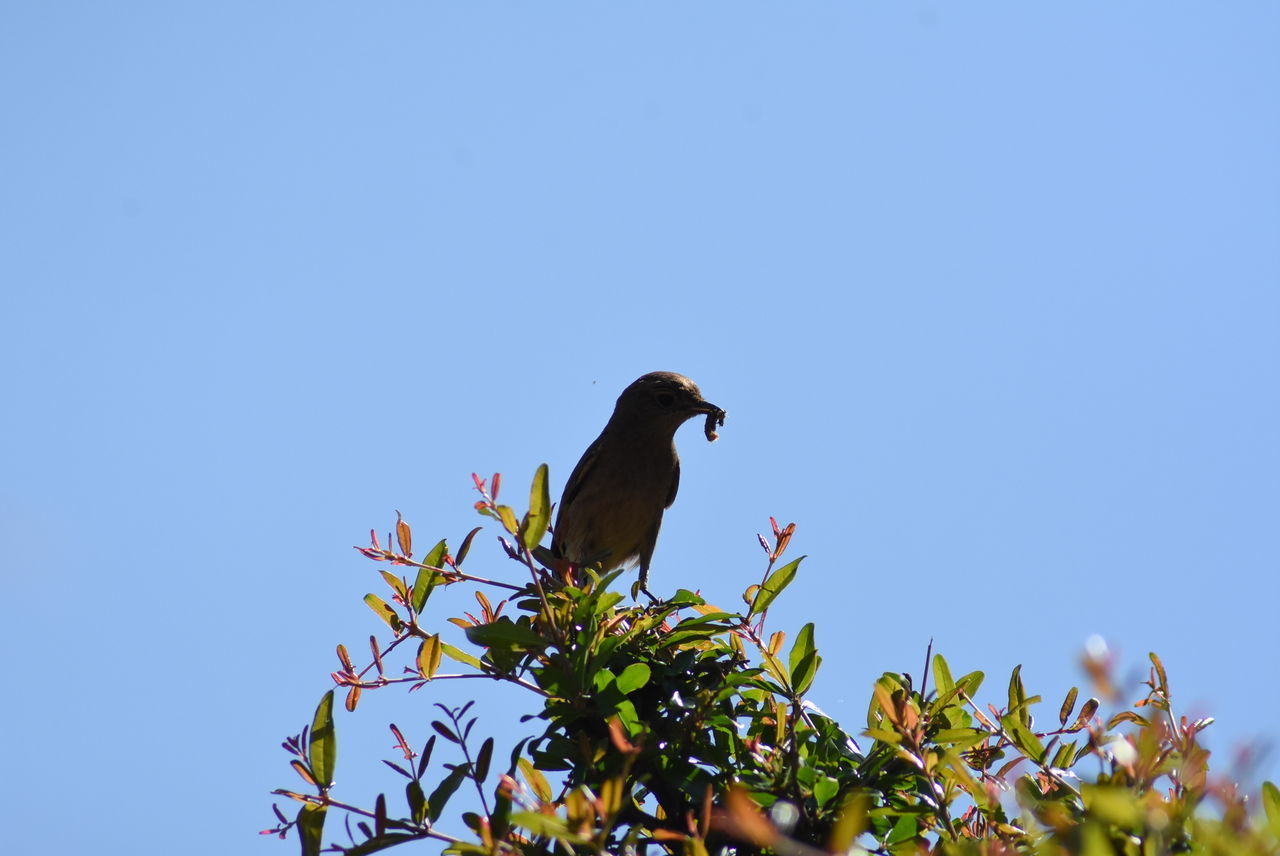 LOW ANGLE VIEW OF BIRD PERCHING ON BRANCH AGAINST CLEAR SKY