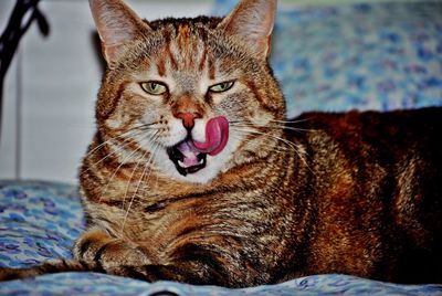 Close-up portrait of a cat