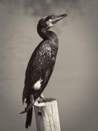 Close-up of bird perching on wooden post