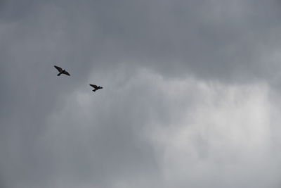 Low angle view of birds flying in sky