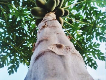 Low angle view of bamboo tree