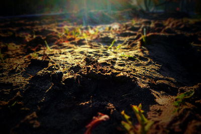 Close-up of dry leaves on ground