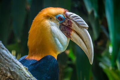 Close-up of a bird