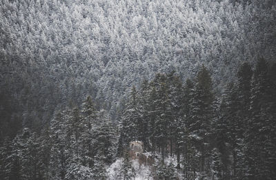Full frame shot of pine forest