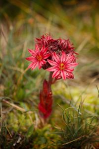 Close-up of red poppy blooming outdoors