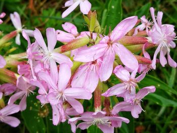 Close-up of pink flowers blooming outdoors
