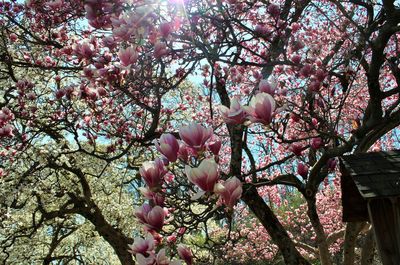 Low angle view of pink flowers on tree