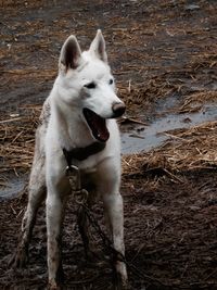 Dog on field