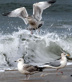 Seagulls flying over sea