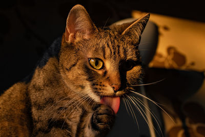 A tabby cat is cleaning itself.