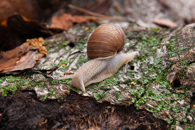 Close-up of snail on land