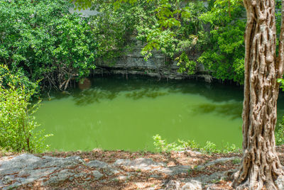 Scenic view of lake amidst trees in forest