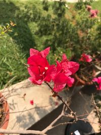 Close-up of red flowers blooming outdoors