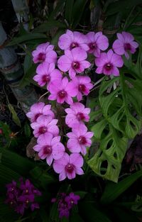 Close-up of pink flowers