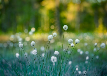 Close-up of white flowering plants on field