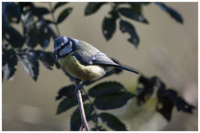 Close-up of bird perching on branch