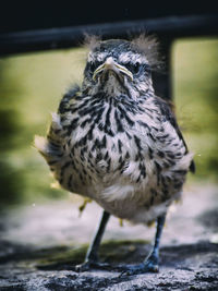 Close-up of bird