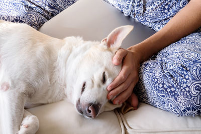 Close-up of a dog sleeping on bed