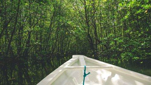 View of trees in mangrove forest from a boat