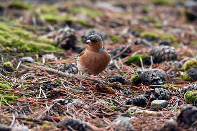 Close-up of bird with fallen pine cones
