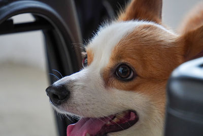 Corgi sitting down patiently and being a good boy