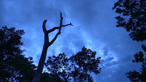 Low angle view of tree against sky