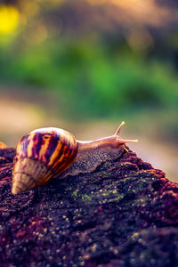 Close-up of snail